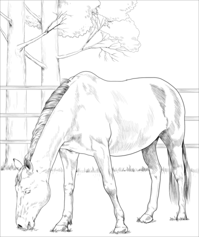 Danish Warmblood Horse Coloring Page